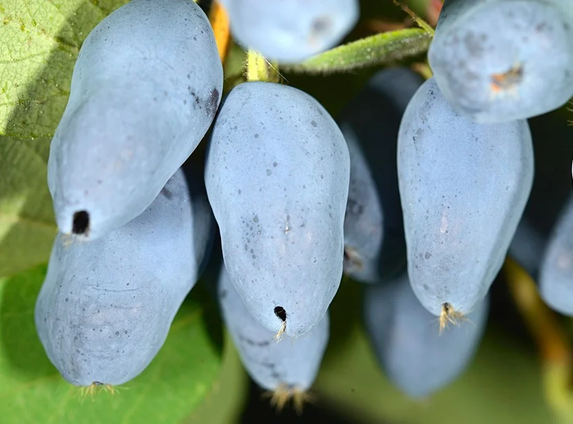 Жимолость съедобная Тундра Жимолость съедобная Тундра