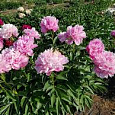 Пион травянистый Мисс Экхарт Пион травянистый Мисс Экхарт