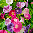 Ипомея Смесь окрасок