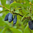 Жимолость съедобная Югана Жимолость съедобная Югана