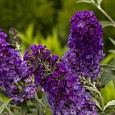 Буддлея давида  Purple Prince