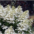 Гортензия метельчатая Perle d`Automne