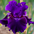 Ирис германский Rosalie  Figge Ирис германский Rosalie  Figge
