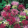 Монарда двойчатая Панорама Микс Монарда двойчатая Панорама Микс