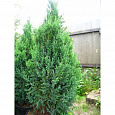 Можжевельник китайский Монарх Можжевельник китайский Монарх