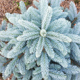Ель голубая Super Blue Seedling