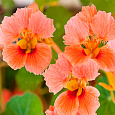 Настурция низкорослая  Везувий
