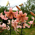 Лилия Pink Giant Лилия Pink Giant