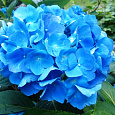 Гортензия крупнолистовая Романс Блю Гортензия крупнолистовая Романс Блю