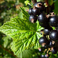 Смородина черная Грация