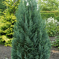 Кипарисовик Лавсона Columnaris