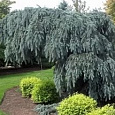 Ель колючая Glauca Pendula Ель колючая Glauca Pendula