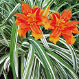 Лилейник гибридный Fulva Kwanso variegata Лилейник гибридный Fulva Kwanso variegata