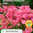 Астильба японская Koln Астильба японская Koln