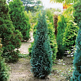 Кипарисовик Лавсона Columnaris