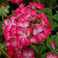 Пеларгония зональная Пинто Роуз Пеларгония зональная Пинто Роуз