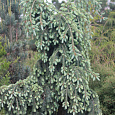 Ель колючая Glauca Pendula Ель колючая Glauca Pendula