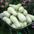 Кабачок Обыкновенный F1 Белогор Кабачок Обыкновенный F1 Белогор