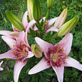 Лилия азиатская Танго Дот Ком Лилия азиатская Танго Дот Ком