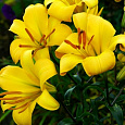 Лилия трубчатая Йеллоу Планет Лилия трубчатая Йеллоу Планет