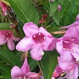 Вейгела цветущая Sunny Princess