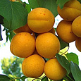 Абрикос обыкновенный Лель