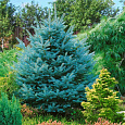 Ель голубая Super Blue Seedling