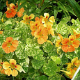 Настурция низкорослая Аляска золотая