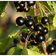 Смородина черная Валовая