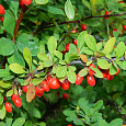 Барбарис (берберис) самшитолистный Nana
