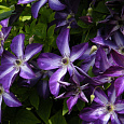 Клематис (Ломонос) гибридный Venosa Violacea Клематис (Ломонос) гибридный Venosa Violacea