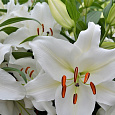 Лилия восточная горшечная Шир Блонд Лилия восточная горшечная Шир Блонд