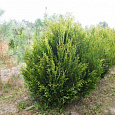 Туя складчатая Корник II Туя складчатая Корник II