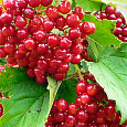 Калина красная Таежные рубины