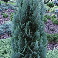 Кипарисовик Лавсона Columnaris