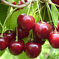 Черешня Синявская