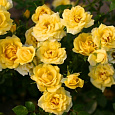 Роза почвопокровная Фэйри Йеллоу