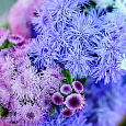 Агератум Весенние капели Агератум Весенние капели
