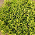 Кипарисовик горохоплодный Sungold