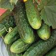 Огурец  Легенда F1 Огурец  Легенда F1