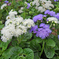 Агератум Морские мотивы Агератум Морские мотивы