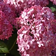 Гортензия древовидная Pink Annabelle