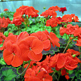 Пеларгония зональная Маверик Скарлет Пеларгония зональная Маверик Скарлет