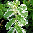 Мята душистая Variegata  Мята душистая Variegata
