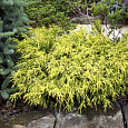 Кипарисовик горохоплодный Filifera Aurea Кипарисовик горохоплодный Filifera Aurea