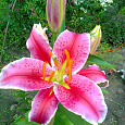 Лилия Восточная Acapulco