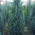 Кипарисовик Лавсона Columnaris