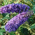 Буддлея давида Nanho Blue