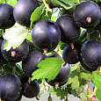Крыжовник Черномор