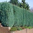 Кипарисовик Лавсона Columnaris